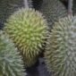 Tiongkok Resmi Buka Akses Ekspor Durian Beku Indonesia. (Pixabay.com/SpencerWing)